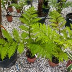 Stromová papraď (Cyathea cooperi) - výška 70-90 cm, kont. C7L